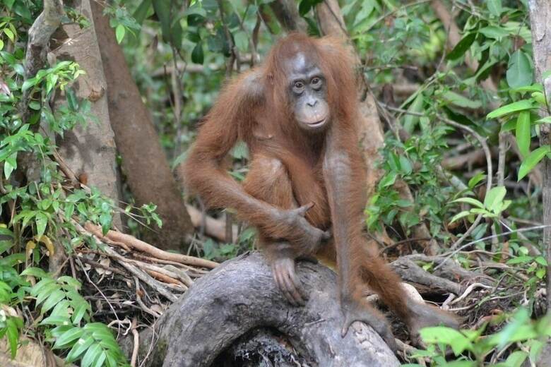 Bed & Breakfast Arut Riverside Orangutan Guest House