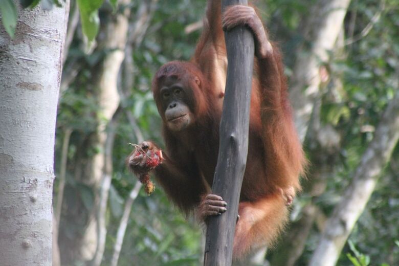 Bed & Breakfast Arut Riverside Orangutan Guest House