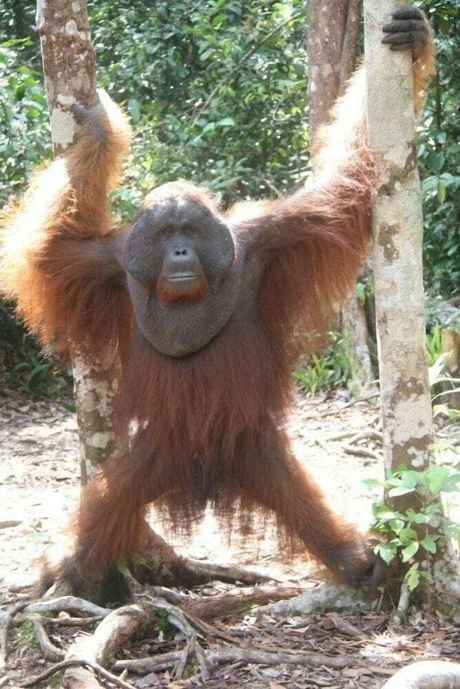 Bed & Breakfast Arut Riverside Orangutan Guest House