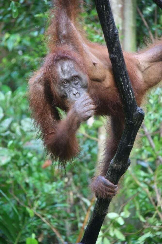 Bed & Breakfast Arut Riverside Orangutan Guest House