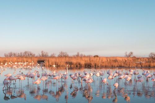 Hotel H�tel Le Neptune En Camargue