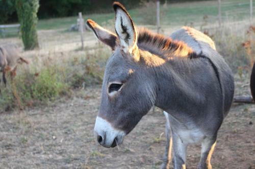 Bed & Breakfast Le Vallon Des Ronzi�res