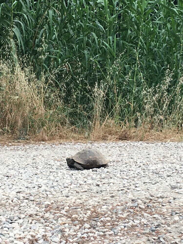 Ada Apart Otel Gocek