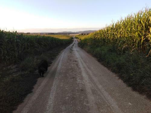Holiday Home Au Cheval Blanc Ruederbach