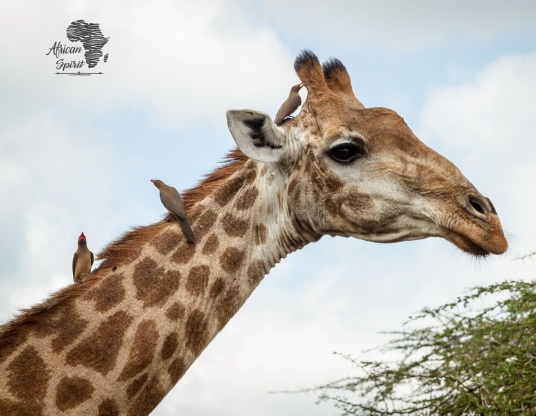 Posada African Spirit Game Lodge