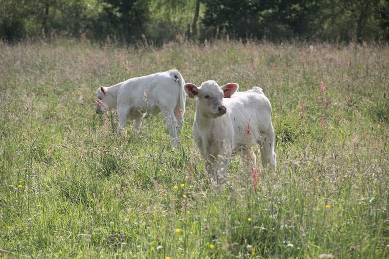 Agroturismo Sarl Logis Du Grand Pin