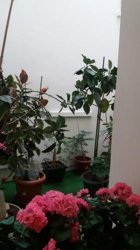 Aparthotel Appart'h�tel Les Tilleuls