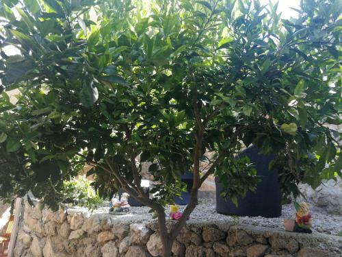 Apartamentos Velez Nazari La Choza
