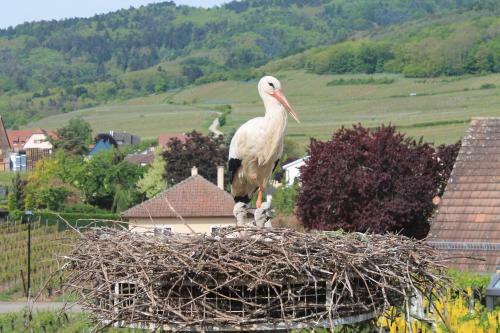 Bed & Breakfast Chambres D'h�tes Sainte Hune