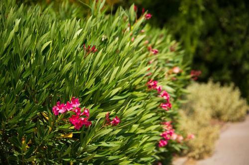 Aparthotel R�sidence Les Jardins De Massane