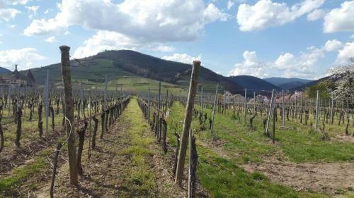 G�te Le Merle 90m2 Pr�s De La Route Des Vins