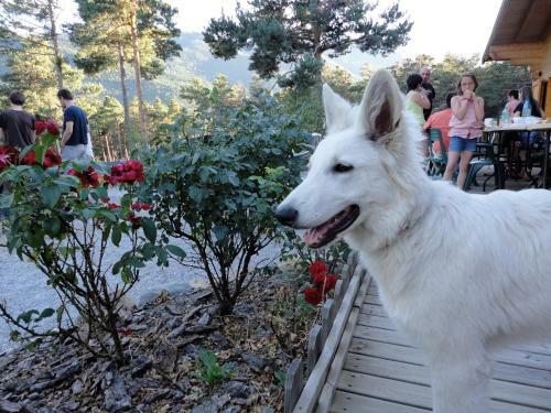 Parc R�sidentiel De Loisir : Le Loup Blanc Du Riou