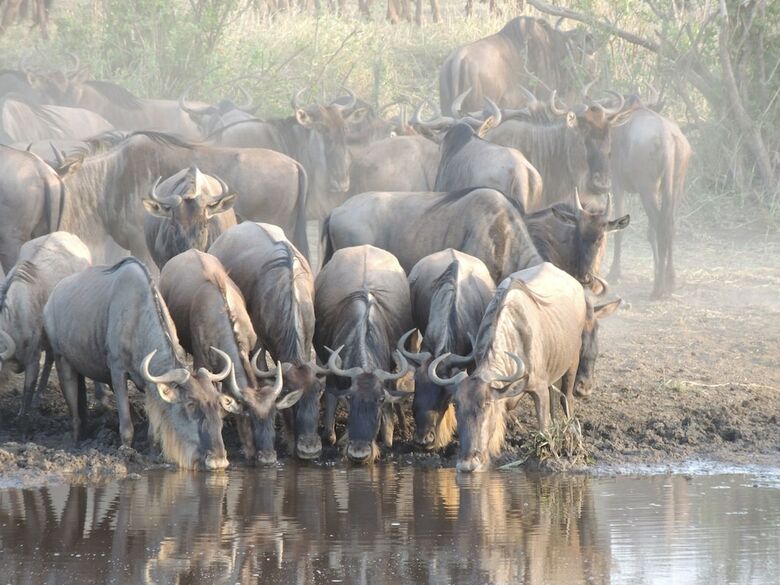 Zawadi Serengeti Camp