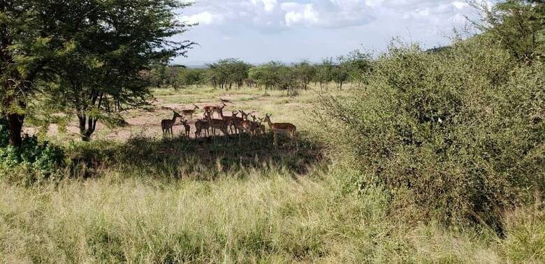 Zawadi Serengeti Camp