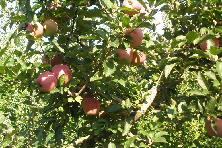 Agroturismo Agriturismo Zafferano E Dintorni