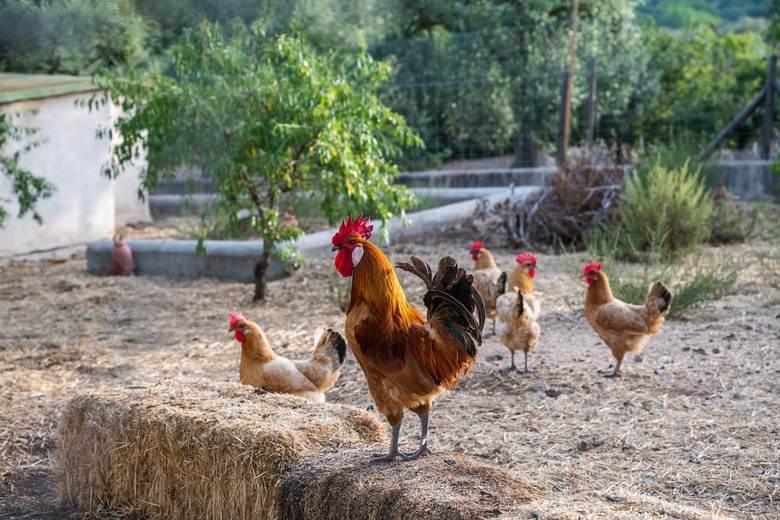 Agroturismo Mas Olivella