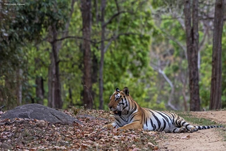 Hotel Taal Tiger Retreat