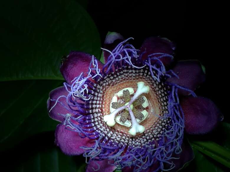 Cabinas Ecogarden Arenal