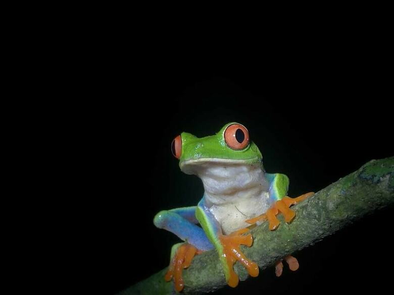 Cabinas Ecogarden Arenal