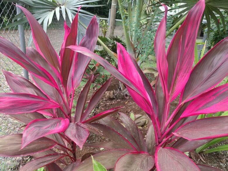 Cabinas Ecogarden Arenal
