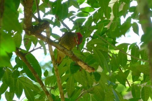 Macaw Bank Jungle Lodge