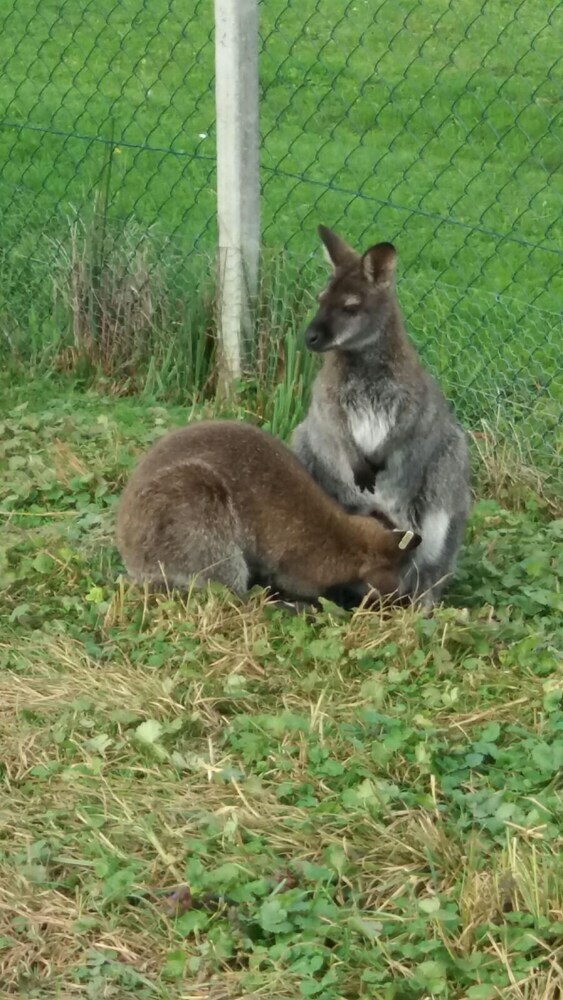 Agroturismo Steigmatt Bauernhof - Erlebnis