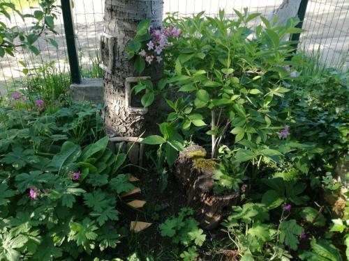 Hostal Guest House Fanny