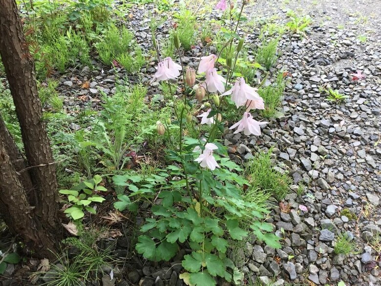 Apartamentos Ninjaart Furano Cottage