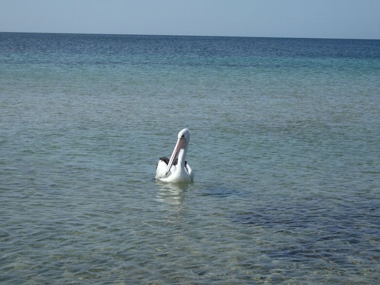 Gilligan's Kangaroo Island