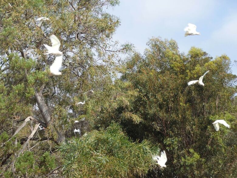 Gilligan's Kangaroo Island