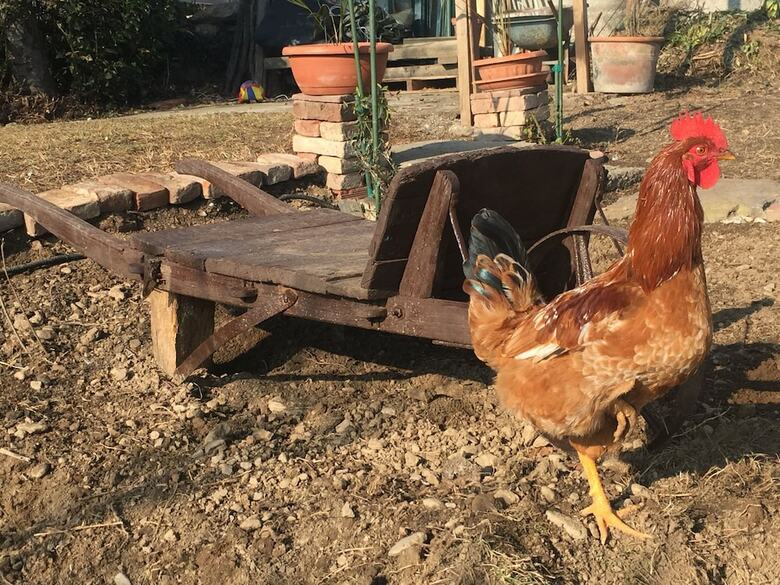 Bed & Breakfast Oca Carolina