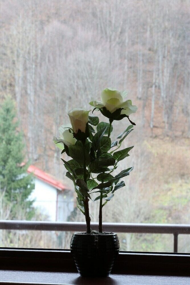 Apartamentos Vlad Studio