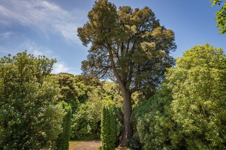 Kahikatea Retreat