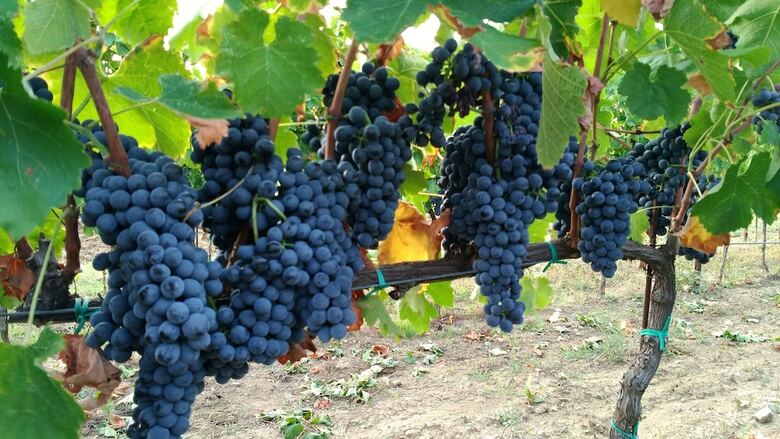Agroturismo Agriturismo Il Querciolo