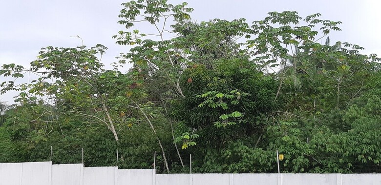 Apartamentos No Centro Geogr�fico Da Amazonia
