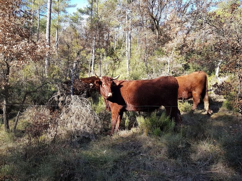 Hotel Rectoria Sant Petrus de Madrona