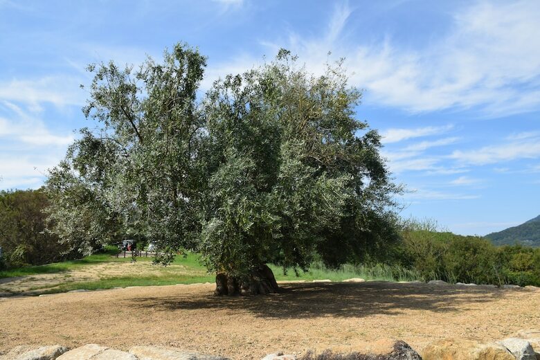 Aparthotel Taiyou No Ouchi