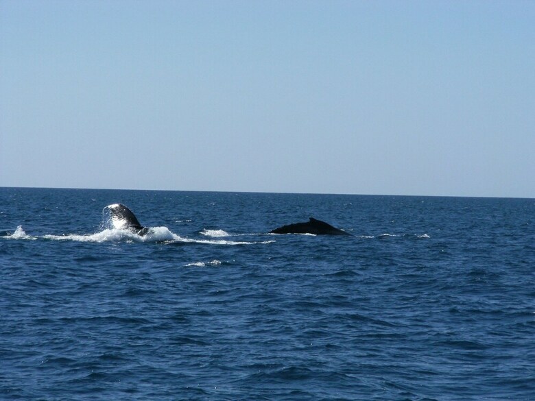 The Cove Holiday Village