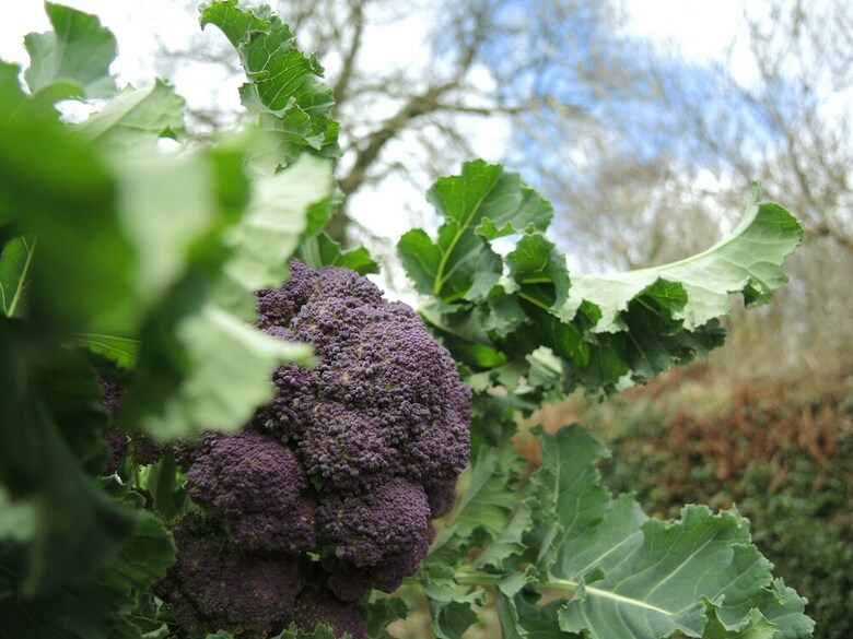 Bed & Breakfast Holwell Holistic Retreat - Adults Only