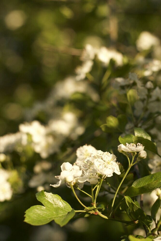 Bed & Breakfast Holwell Holistic Retreat - Adults Only
