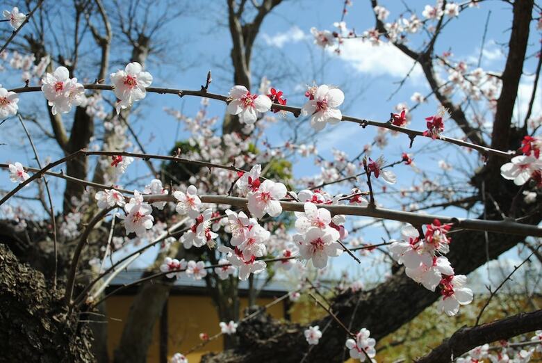 Hotel Sekaiisannokakureyado Kajitsunomori