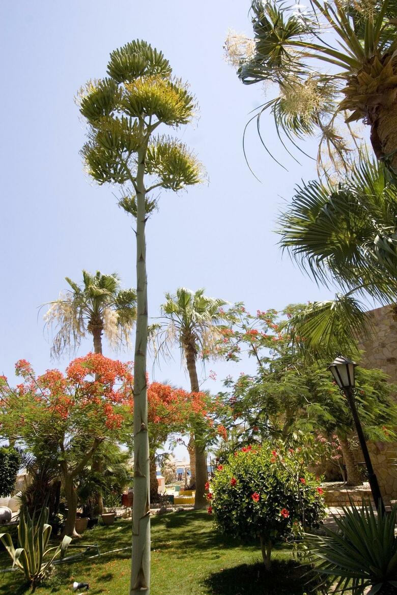 Hotel Jewels Sahara Boutique Resort
