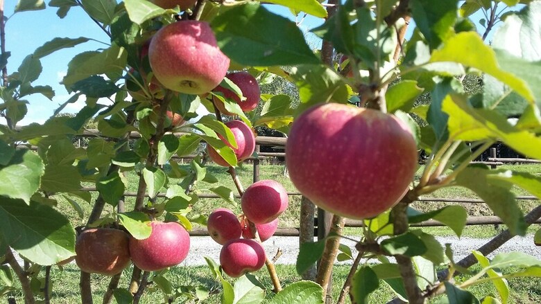 Agroturismo Agriturismo Alle Rose