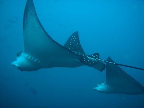 Hotel Mantaraya Lodge