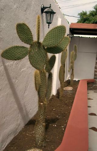 Galapagos Suites Bed & Breakfast