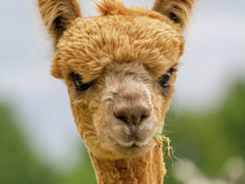 Decorative Holiday Home In Vorstenbosch On Alpaca Farm