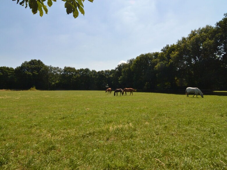 Spacious Holiday Home Near Forest In Peer