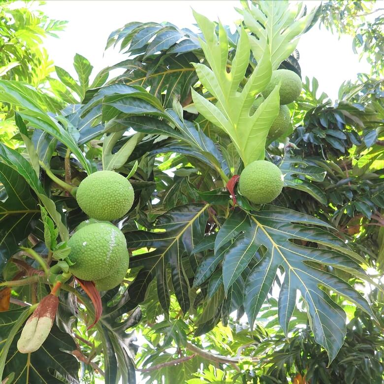 Villa Le Fruit A Pain