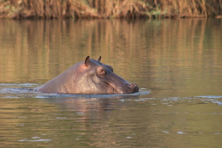 Ndhovu Safari Lodge - Campground