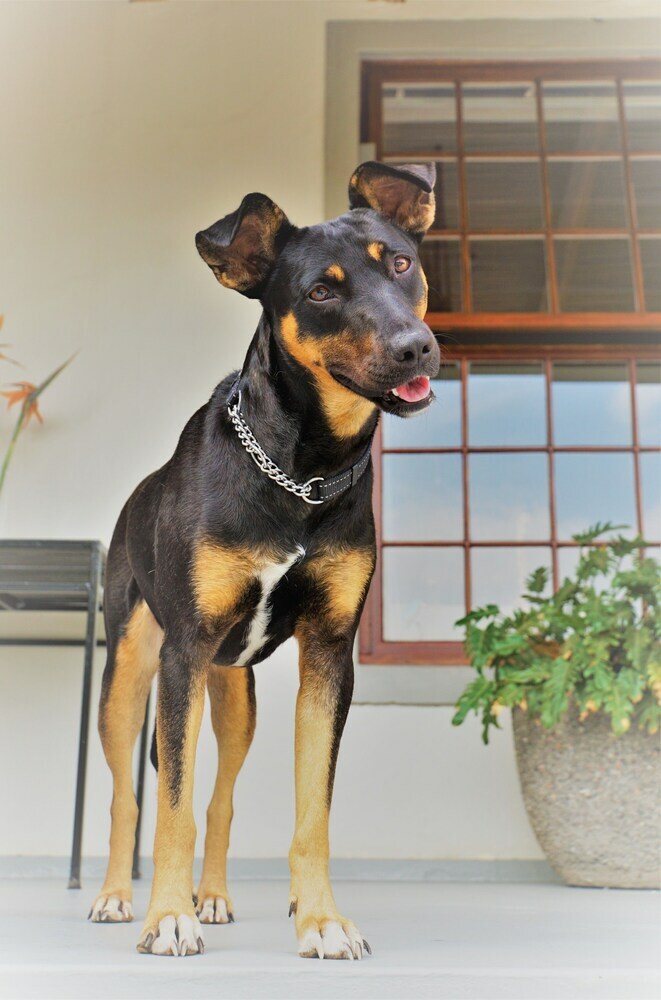 Hotel Swellendam Country Lodge